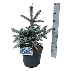 Picea pungens 'Erich Frahm'