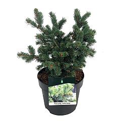 Picea pungens 'Lucky Strike'