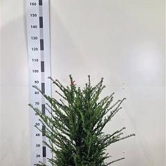 Taxus baccata