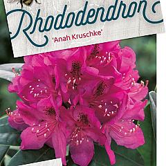 Rhododendron 'Anah Kruschke'