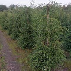 Tsuga canadensis