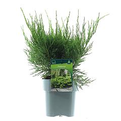 Juniperus pf. 'Mint Julep'