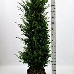 Taxus baccata