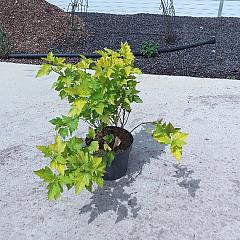 Physocarpus opulif. 'Dart's Gold'