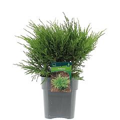 Juniperus hor. 'Andorra Compact'