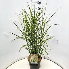 Miscanthus sin. 'Zebrinus'