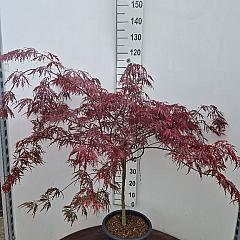 Acer pal. 'Garnet'