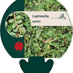 Leptinella squalida