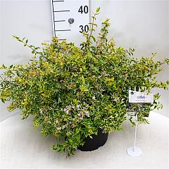 Abelia grandifl. 'Hopleys'