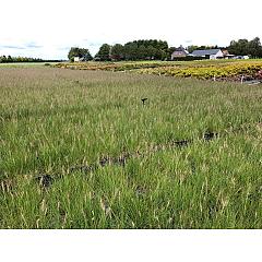 Pennisetum al. 'Hameln'