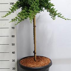 Juniperus procumbens 'Nana'