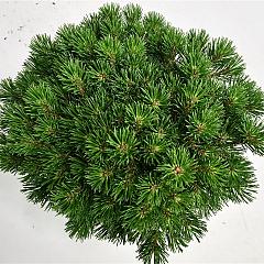 Pinus mugo 'Mops'