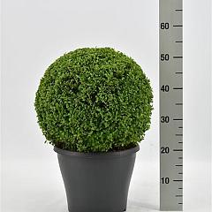 Buxus sempervirens