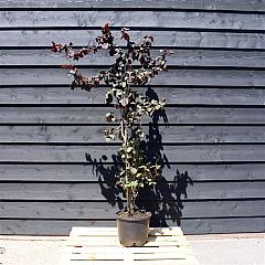 Corylus a. 'Red Majestic'