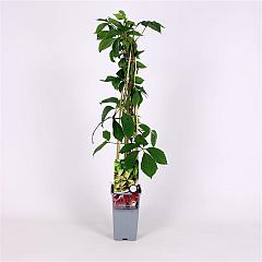 Parthenocissus quinquefolia