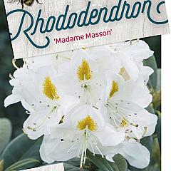 Rhododendron 'Madame Masson'