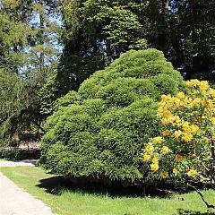 Cryptomeria j. 'Little Champion'