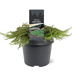 Juniperus comm. 'Green Carpet'