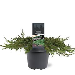 Juniperus comm. 'Green Carpet'