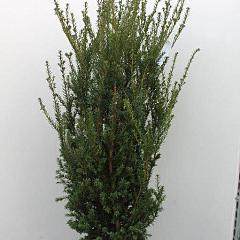 Taxus media 'Hillii'