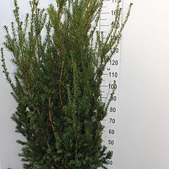 Taxus media 'Hillii'