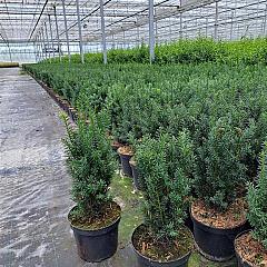 Taxus media 'Hillii'