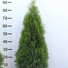 Thuja occ. 'Brabant'