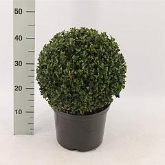 Buxus sempervirens