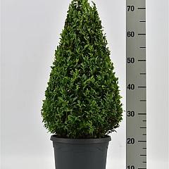 Buxus sempervirens