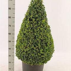 Buxus sempervirens