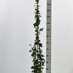 Hedera hibernica