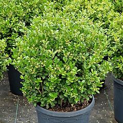 Ilex crenata 'Caroline Upright'