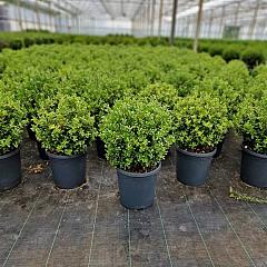 Ilex crenata 'Caroline Upright'