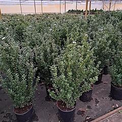 Ilex crenata 'Caroline Upright'