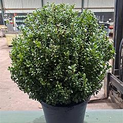 Ilex crenata 'Caroline Upright'