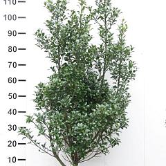 Ilex meserv. 'Heckenstar'