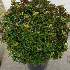 Ilex meserv. 'Little Rascal'