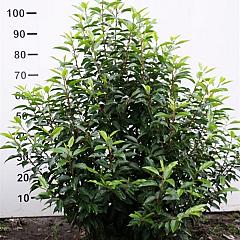 Prunus l. 'Angustifolia'