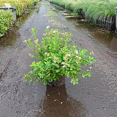 Spiraea japonica 'Little Princess'