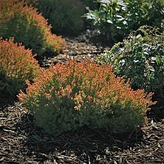 Thuja occ. 'Fire Chief'