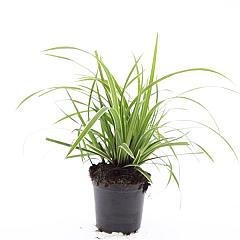 Carex morrowii 'Ice Dance'