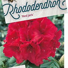 Rhododendron 'Red Jack'