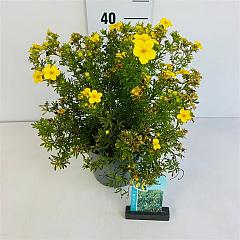 Potentilla f. 'Goldfinger'