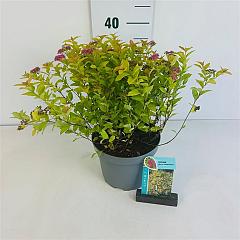 Spiraea japonica 'Golden Princess'