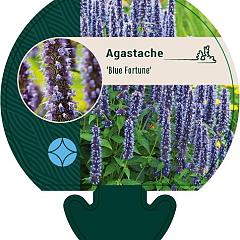 Agastache 'Blue Fortune'