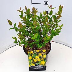 Hypericum 'Miracle Attraction'