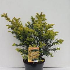 Taxus b. 'Summergold'