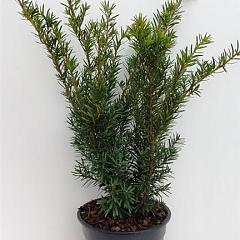 Taxus media 'Densiformis'