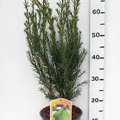 Taxus media 'Groenland'