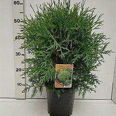 Thuja occ. 'Globosa'